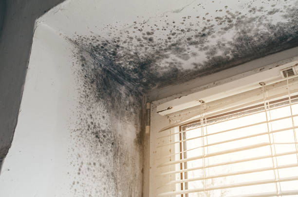 Trusted Crawl Space Mold Removal service in Butler, GA - Cheap Mold Removal